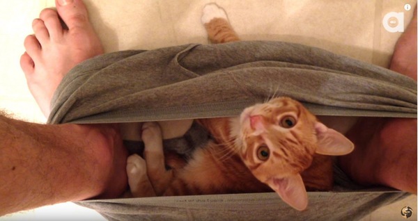 下着の中の猫