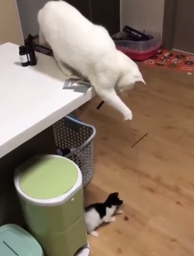 おもちゃを持つ母猫