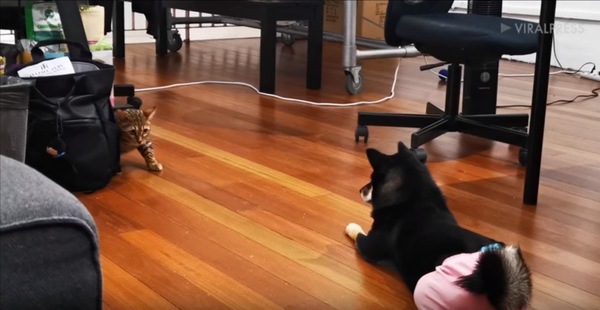 向き合う犬と猫