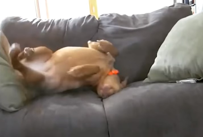 ゴロゴロ