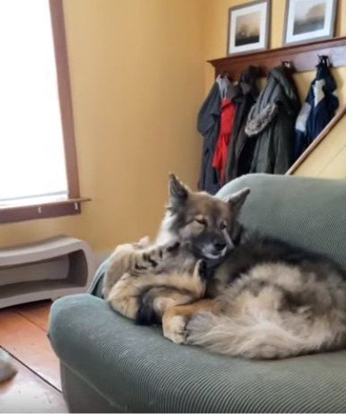 あんた モフモフねぇ まんざらでもない犬と猫が仲良しすぎて照れる もふたん