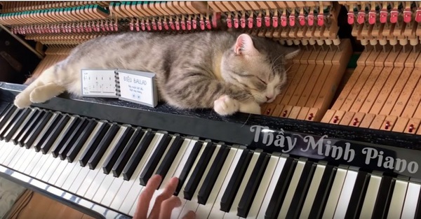 鍵盤の上で眠る猫