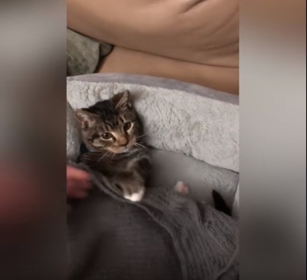 毛布を掛ける猫