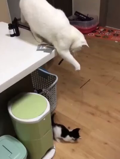 おもちゃを使う母猫
