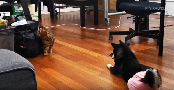 恐る恐る前に出る猫