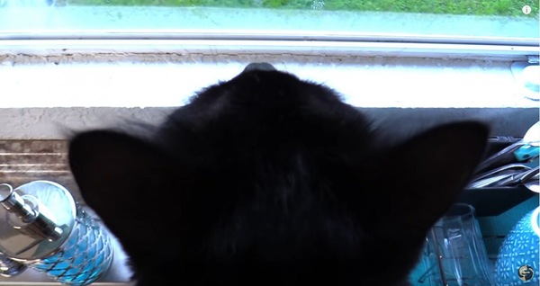 窓をみる黒猫