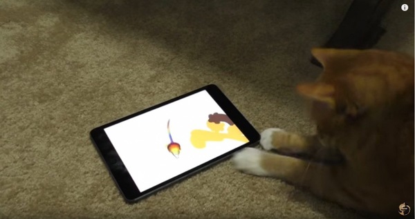 アプリで遊ぶ猫