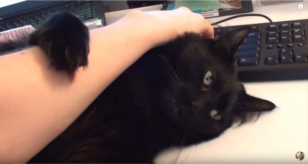 パームレストになる猫