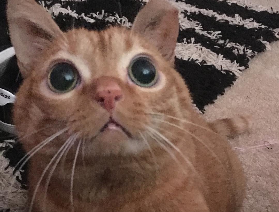 お目目がクリクリ ぎょろ目な猫 ポテト が世界を魅了する もふたん