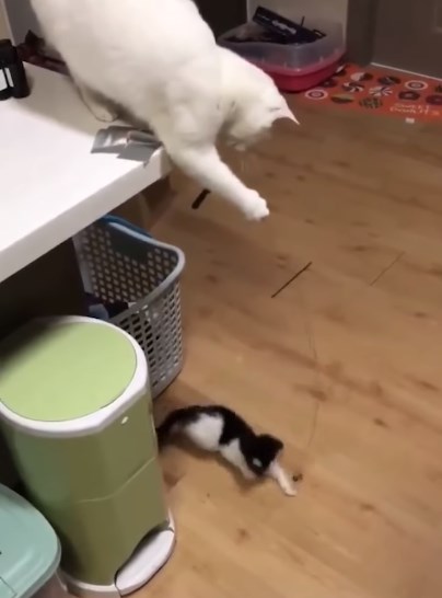 必死になって追いかける子猫