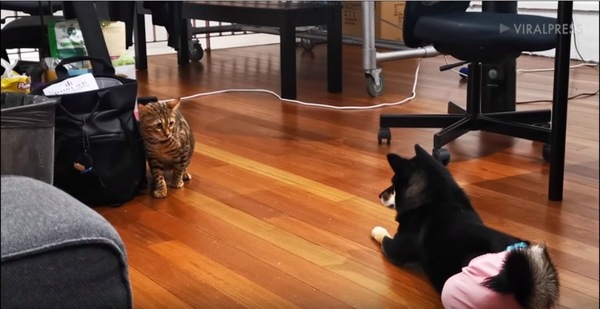 犬を見る猫