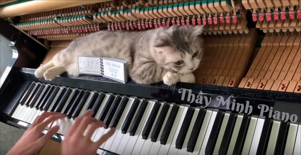 鍵盤の動きに酔いしれる ピアノの鍵盤上に寝そべる大胆なお猫さま もふたん