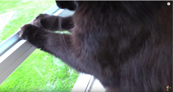 窓に足をかける黒猫