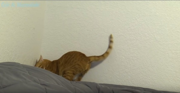 ベッドの布団に潜る猫