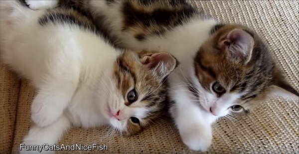 ぴったりくっつく子猫