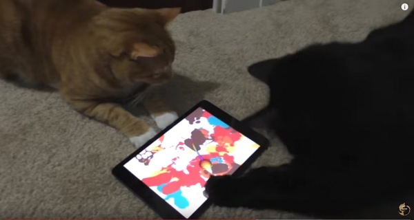 アプリで遊ぶ２匹の猫