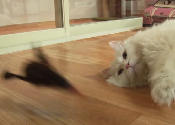 おもちゃで遊ぶのもめんどくさい猫