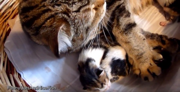 授乳中の子猫を確認