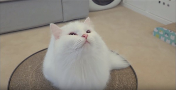うっとりする猫