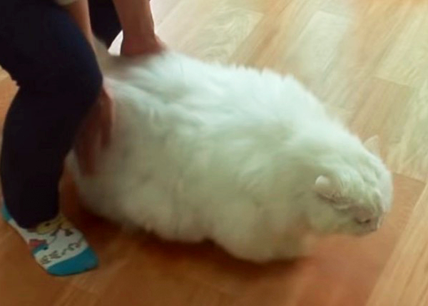 ダイエットをさせられている猫