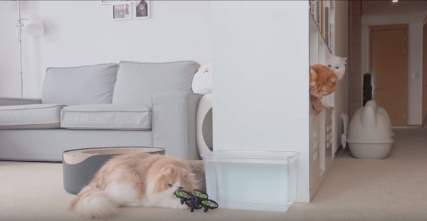 ドローンを仕留める猫