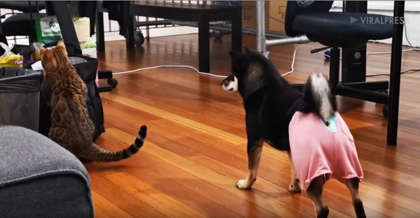 立ち上がる犬