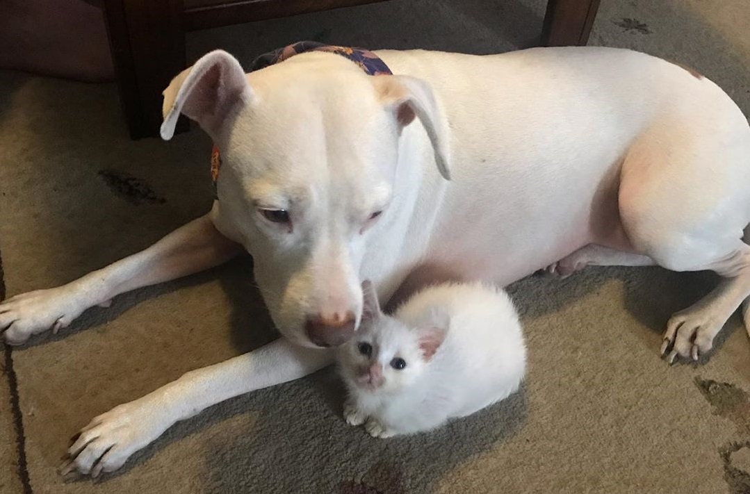 大きなお母さん見つけたよ 路上で保護された白い子猫 新しいお家で出会った白い犬と親子になる もふたん