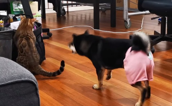吠える犬と驚く猫