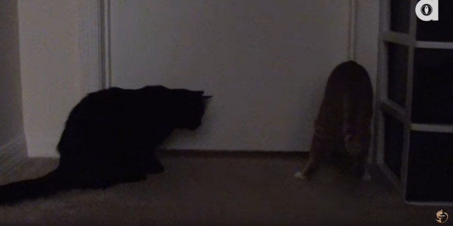 ドアの前にいる猫