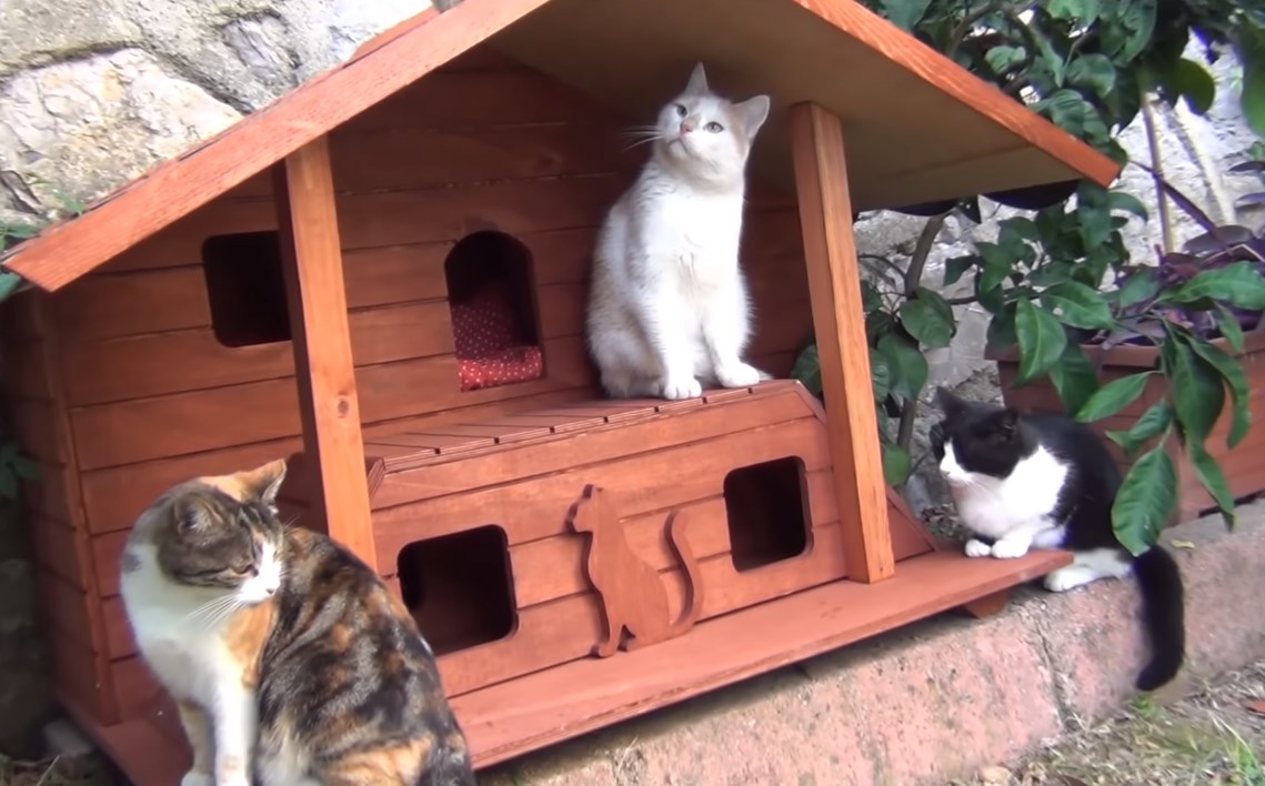 このお家ニャーの 猫用ログハウスをもらって嬉しい猫ちゃん達 もふたん