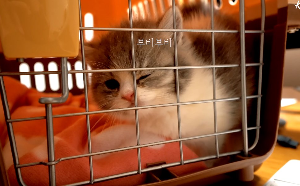お家に移動中の子猫