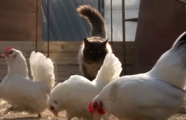 鳥小屋の平和はニャーが守る 別の意味でチキンが大好きな猫ちゃん もふたん