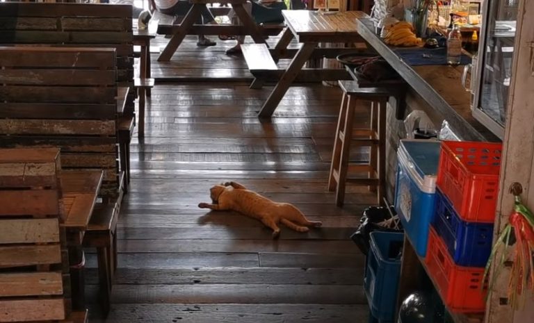 何故そこに 猫がレストランのど真ん中で落ちてる 横切る人がいても気にしない もふたん