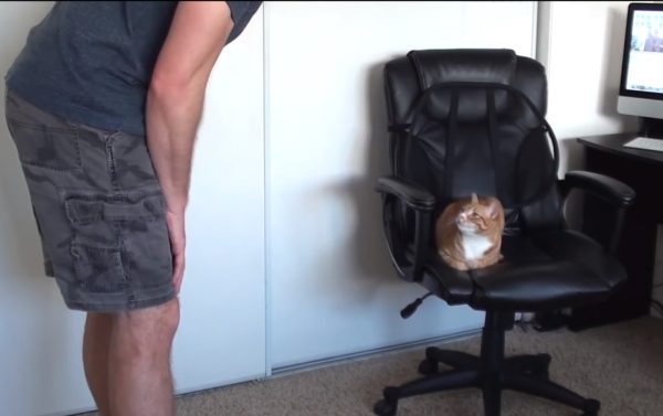 猫に椅子を取られる
