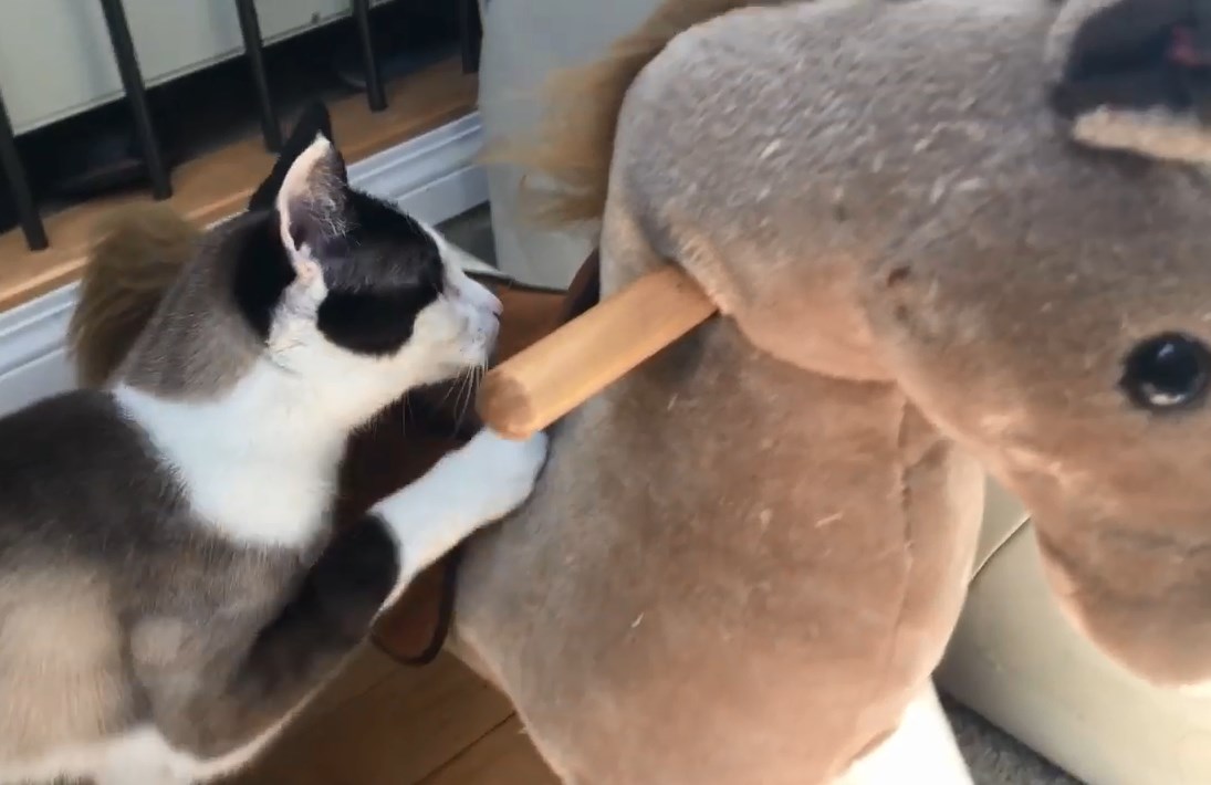 おもちゃに前足をかける猫