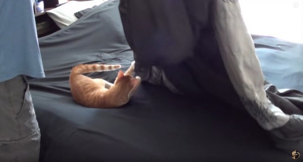 ベッド上の猫