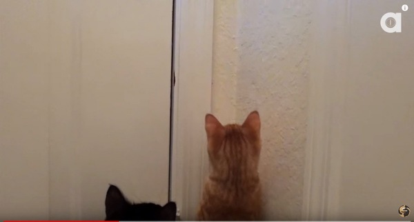 虫を見ている猫