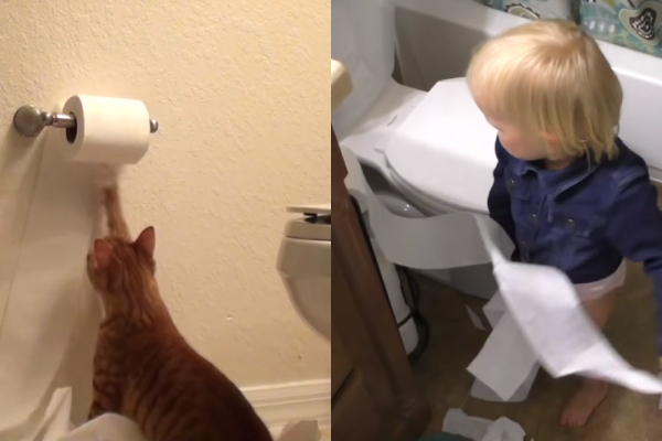 トイレットペーパーでイタズラする赤ちゃんと猫