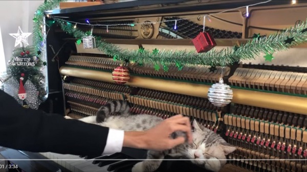 ピアノと猫