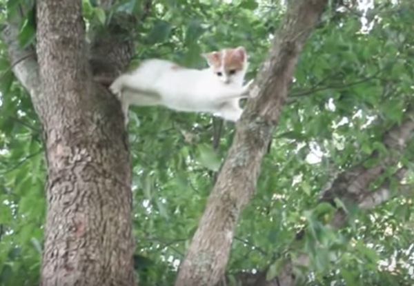 木から降りれない子猫