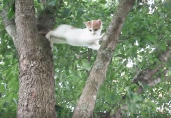 子猫ピンチ 木の上に登ったけど降りれなくなった子猫ちゃんをママ猫さんがレスキュー もふたん