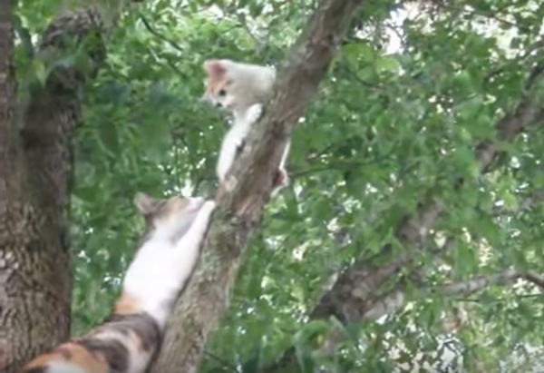 救助に向かう母猫