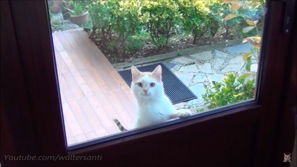窓の外から覗く猫