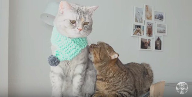 嫌がられてもお構いなしの猫