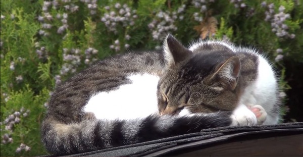 屋根上で丸まる猫