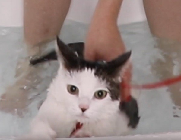 必死な猫