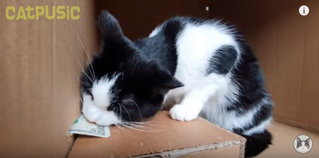 口でお札をくわえようとする猫