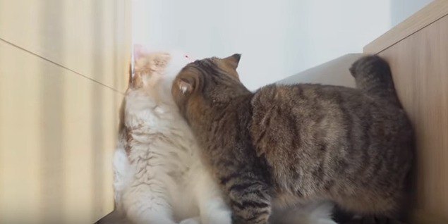 嫌そうに体を避ける猫と舐める猫