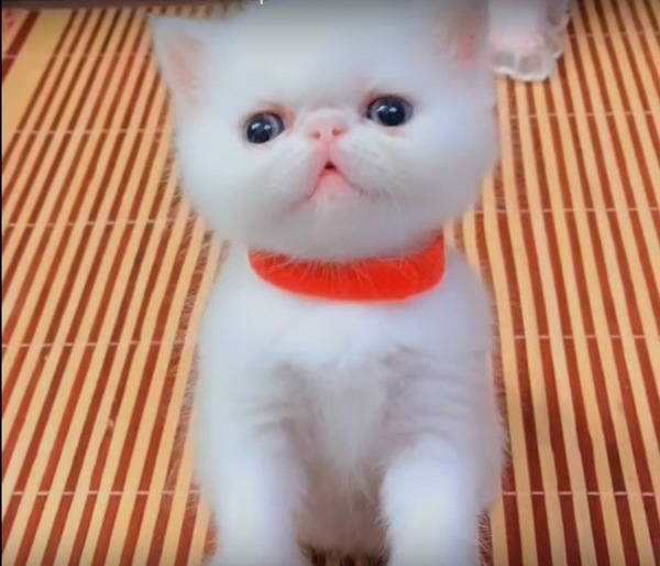 寝れなかった赤い首輪の子猫