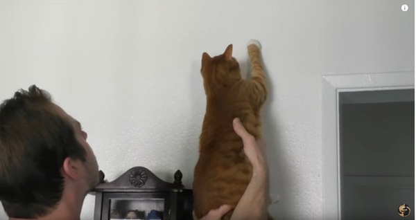 壁のクモを取る猫